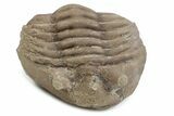 Bargain, Fossil Asaphus Kowalewskii Trilobite - Russia #363186-1